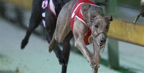 Login; Home. . Caliente greyhounds results